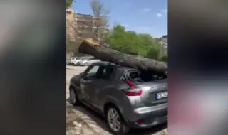 Дърво премаза автомобила на жена в столичен квартал